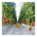 Green Houses Green Multi Span Tomato Greenhouse